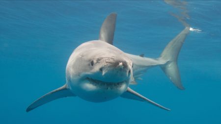 « Bel et bien présent en Méditerranée » : un grand requin blanc d’environ 4 mètres filmé près de Porquerolles