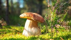 Bretagne : un cueilleur de champignons découvre un magnifique cèpe de Bordeaux d’1,2 kg