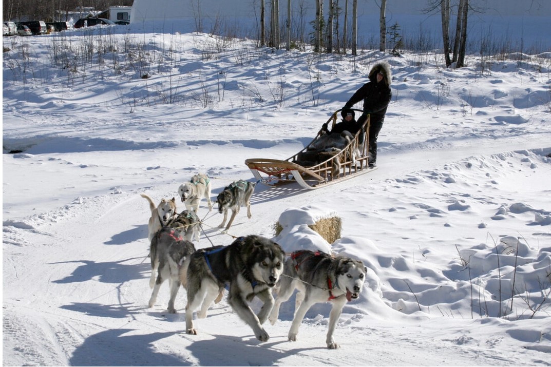 Les joies effervescentes du traîneau à chiens