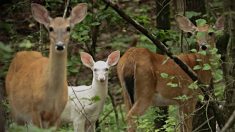 Un cerf blanc « miraculeux » est repéré dans le zoo de Caroline du Nord