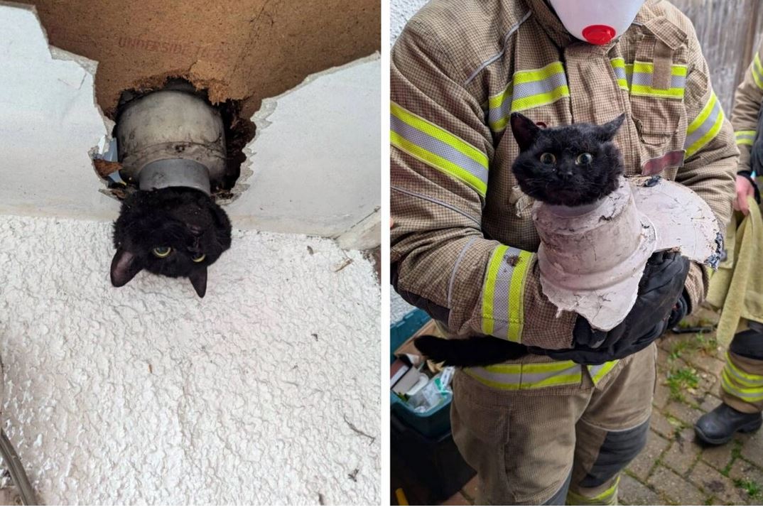 Voici John, la chatte qui s'est coincée dans un tuyau et qui a été secourue par les pompiers