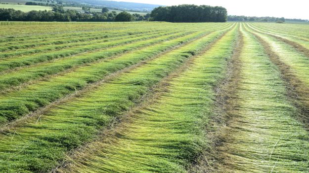 La région Normandie première productrice de lin dans le monde, la production explose