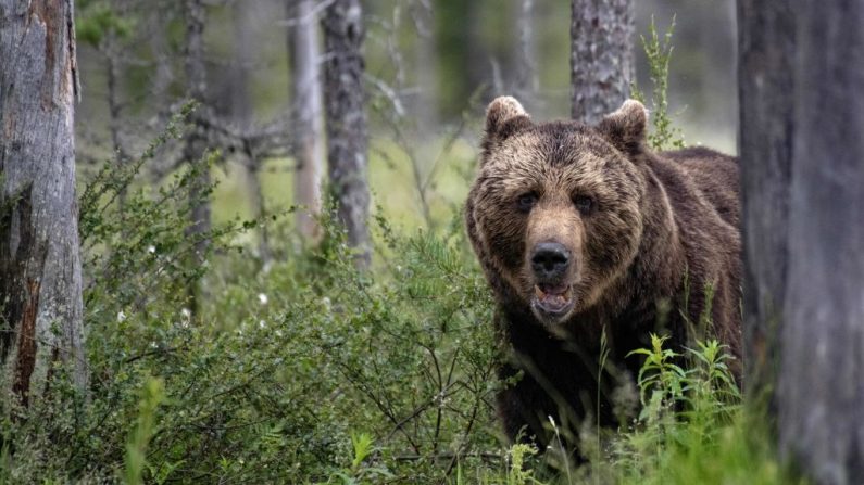 (OLIVIER MORIN/AFP via Getty Images)