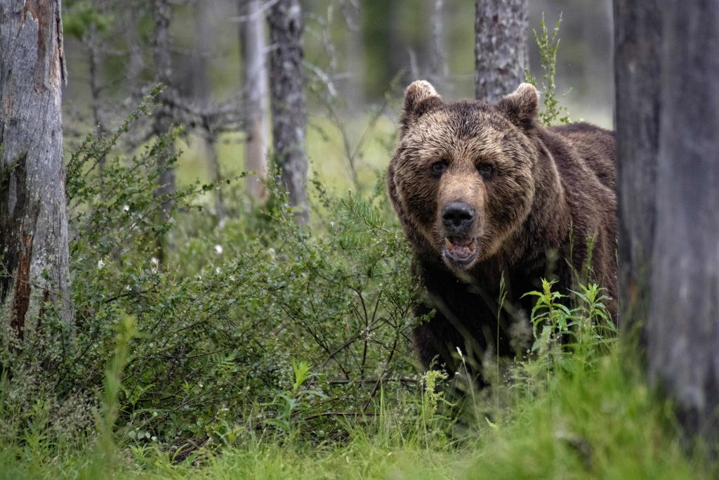 En rentrant chez lui, il découvre un ours blotti, au chaud, dans son salon