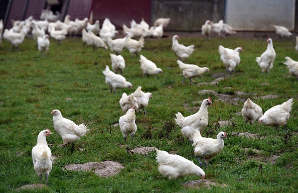 Jura : un éleveur se fait voler plus d’une centaine de poulets juste avant Noël, un préjudice estimé à 6000 euros