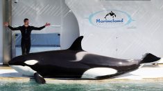 Fermeture définitive du Marineland d’Antibes, le sort de ses orques toujours en suspens