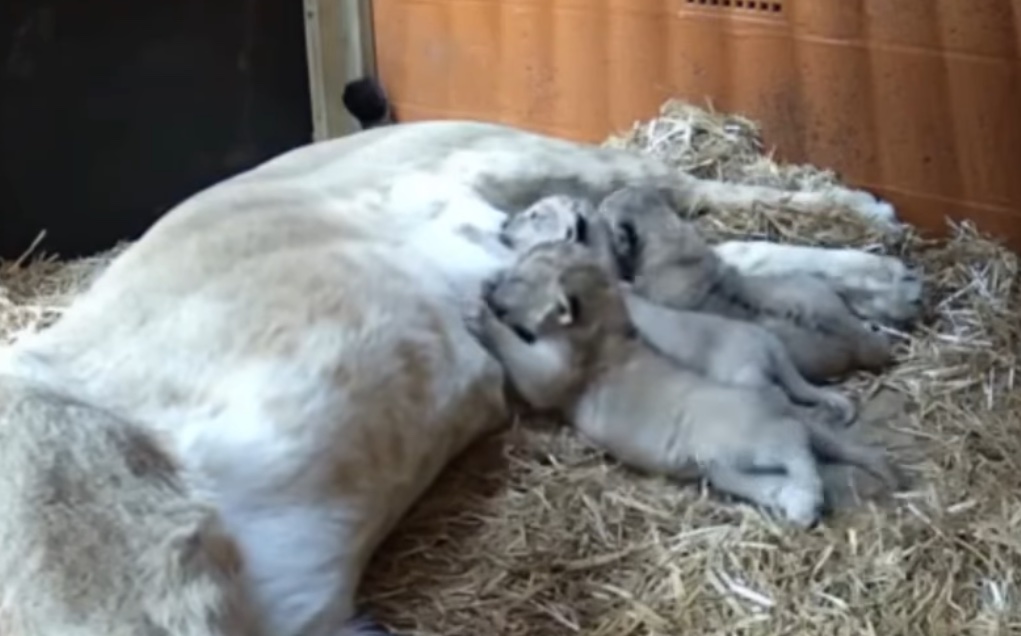 Une première en 17 ans : naissance de trois petits lionceaux d'une espèce en déclin dans un zoo en Angleterre