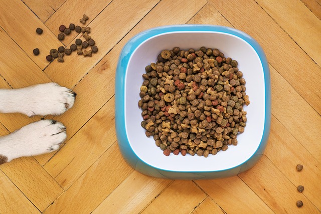 Croquettes pour chiens et chats : rappels massifs de nombreuses marques depuis Noël pour suspicion de salmonelles