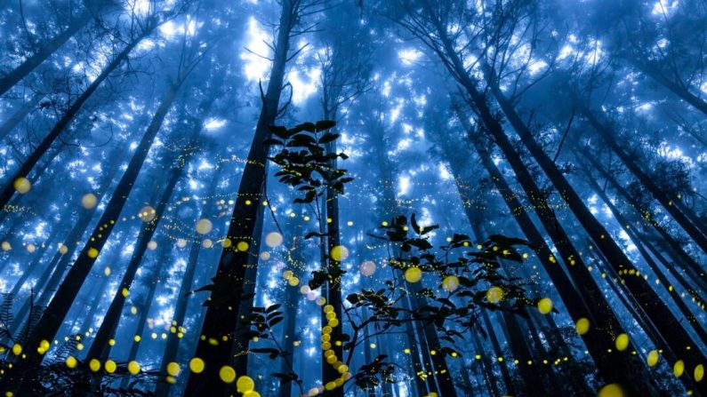 « Fireflies Flying in the Misty », de Shirley Wung, a remporté le prix spécial dans la catégorie Forêt. (Avec l'aimable autorisation du 11e International Landscape Photographer of the Year)