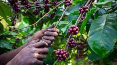 Le café atteint son prix le plus élevé depuis près de 50 ans