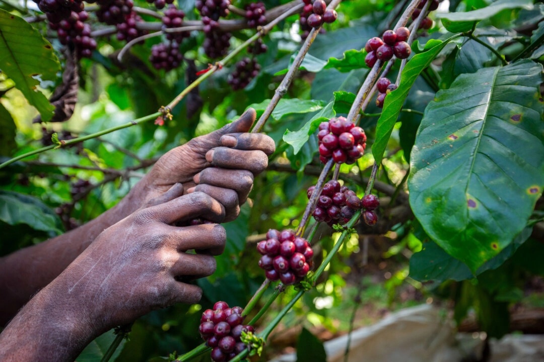 Le café atteint son prix le plus élevé depuis près de 50 ans