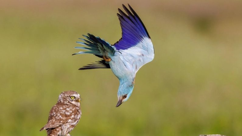 « Annoying Neighbor  » 
 (Voisin Agaçant) (Bence Máté/Photographe animaux sauvages de l'année)