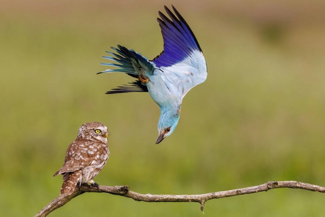 PHOTOS : votez pour le prix du choix du public du Photographe de la vie sauvage de l'année