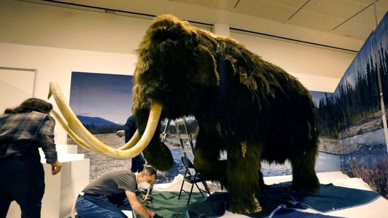 Un mammouth laineux (Mammuthus primigenius) est installé dans le cadre de l'exposition « Le monde secret des éléphants » de l'American Museum of Natural History à New York, le 23 octobre 2023. Timothy A. Clary/AFP via Getty Images