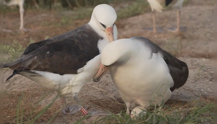 Wisdom, albatros de Laysan connu pour être le plus vieil oiseau sauvage au monde, vient de pondre un œuf à l’âge de 74 ans. (Capture d’écran vidéo USFWS Pacific)