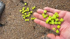 Des milliers de petites étoiles jaunes retrouvées sur les plages finistériennes : de quoi s’agit-il ?