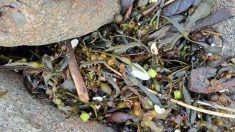 Des milliers de petites étoiles jaunes retrouvées sur les plages finistériennes : de quoi s’agit-il ?