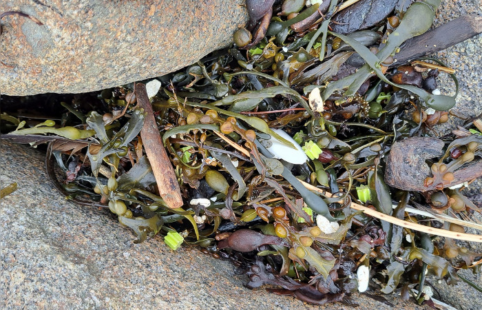 Des milliers de petites étoiles jaunes retrouvées sur les plages finistériennes : de quoi s’agit-il ?