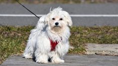 La mairie de Reims instaure le fichage ADN des chiens pour lutter contre les déjections canines