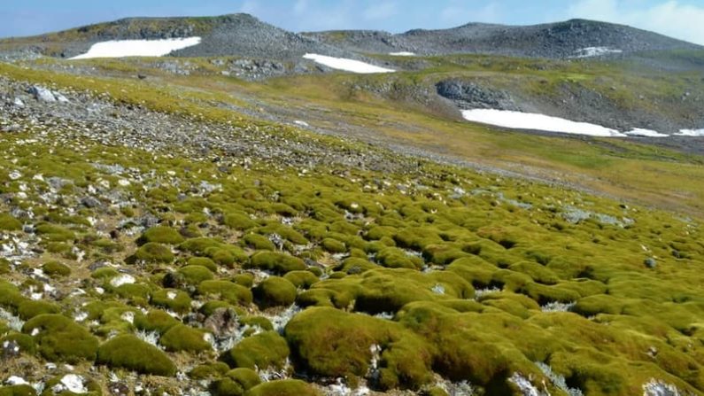 Le "continent blanc" deviendra-t-il un jour le "continent vert" ? (Photo : Nature Geoscience)