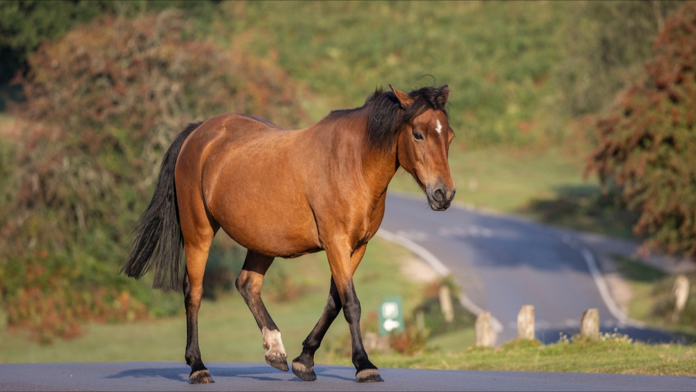 Près de Perpignan : un cheval meurt après avoir été percuté par trois voitures