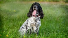 Morbihan : un chien de chasse tombé dans une cavité de 20 mètres de profondeur sauvé par les pompiers