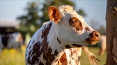 100% du lait servi dans les cantines de Nanterre est issu d’une coopérative normande, la ville récompensée