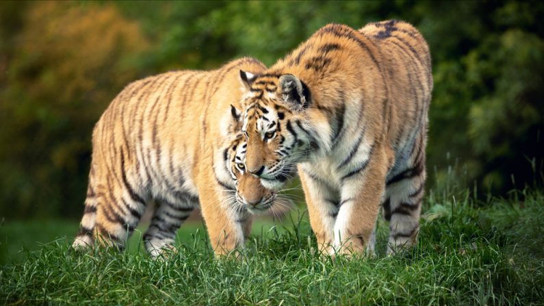 Des tigres de Sibérie. (Photo : Jane Rix/Shutterstock)