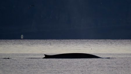 Barcelone : un rorqual commun aperçu à quelques mètres d’une plage, un phénomène qui n’a lieu qu’au printemps