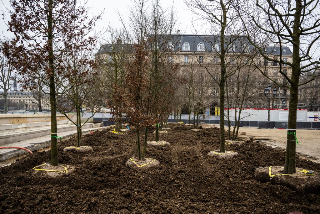 Forêt urbaine à Paris : "Faire du chiffre [...] et les laisser mourir"