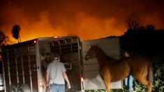 Incendie à Los Angeles : face à la saturation des refuges d’animaux abandonnés, une entraide se met en place