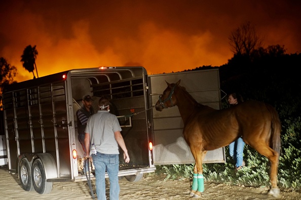 Incendie à Los Angeles : face à la saturation des refuges d’animaux abandonnés, une entraide se met en place