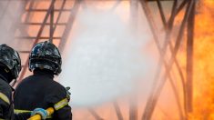 Dordogne : pas loin de la totalité d’un troupeau de moutons meurt dans l’incendie d’une grange