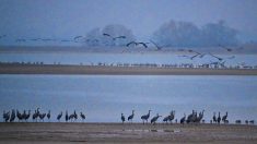 Au lac du Der, dans le nord-est de la France, l’hivernage des grues cendrées