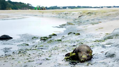 La prolifération d’algues vertes a causé la mort d’un sanglier sur une plage bretonne en 2024