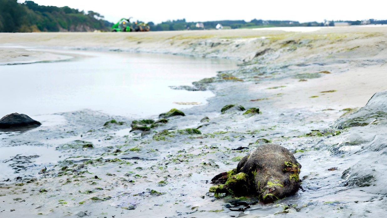 La prolifération d'algues vertes a causé la mort d'un sanglier sur une plage bretonne en 2024