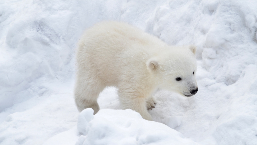 Norvège : au Svalbard, les oursons polaires sortent pour la première fois de leur tanière hivernale