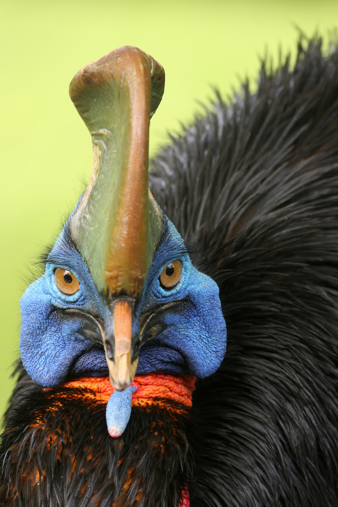 Exhart Mangeoire à oiseaux rotative à grande roue qui se déplace avec un  poids allant jusqu'à 12 oiseaux – Mangeoire géante en métal de 2,4 m de  haut avec finition en métal